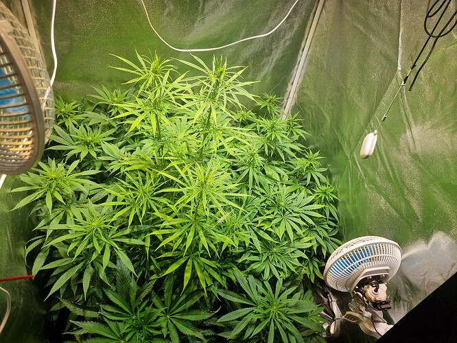 Eine große, gesunde Cannabispflanze in der Wachstumsphase, die in einem Zelt unter Kunstlicht wächst. Mehrere Lüfter sind sichtbar, um die Luftzirkulation zu gewährleisten.
