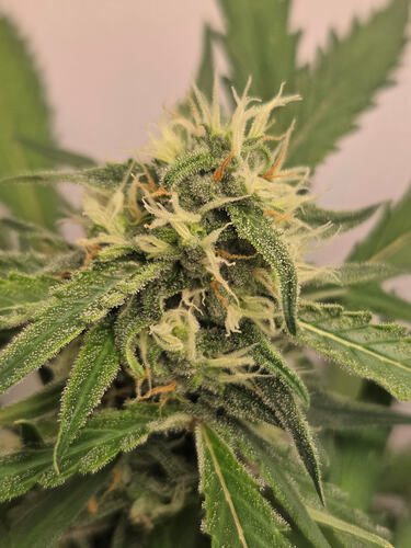 Nahaufnahme eines Cannabis-Buds in der Blütephase mit sichtbaren Trichomen und Stigmen.