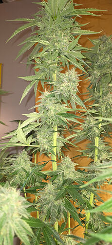 Growreport Bild 41