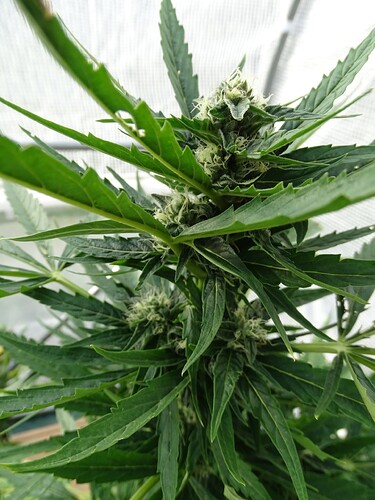 Growreport Bild 41