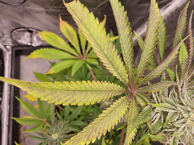 Nahaufnahme von Cannabisblättern mit gelblichen Verfärbungen und dunklen Streifen, die auf Nährstoffmangel hindeuten.