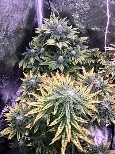 Growreport Bild 5