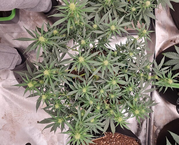 Growreport Bild 13