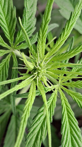 Growreport Bild 205