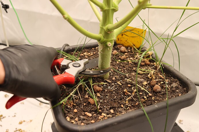 Growreport Bild 5
