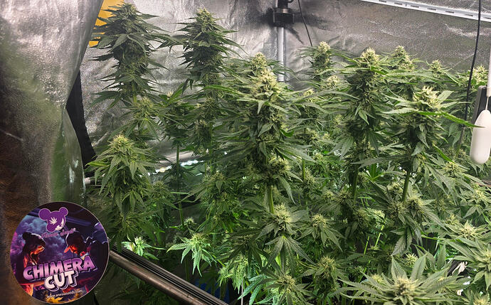 Growreport Bild 29