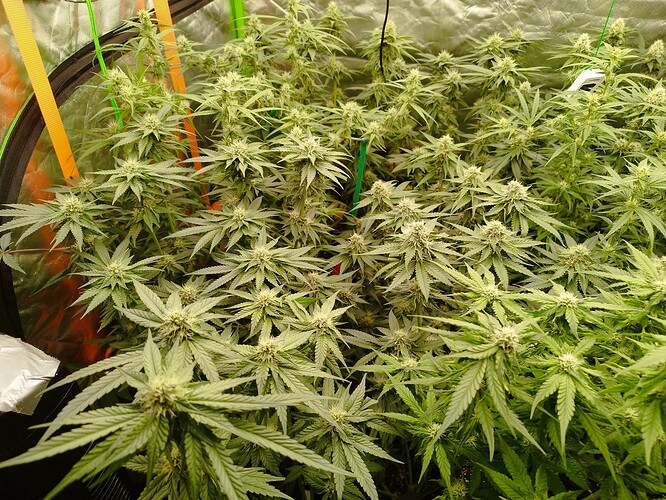 Mehrere blühende Cannabispflanzen in einem Zelt, mit vielen Blütenansätzen und Blättern.