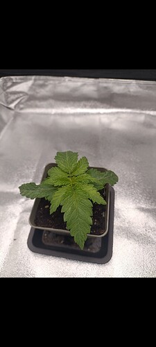 Growreport Bild 6