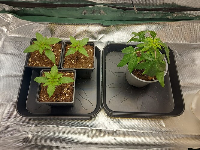 Growreport Bild 1