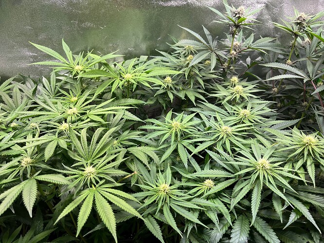 Growreport Bild 1