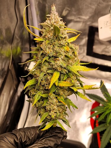 Growreport Bild 2
