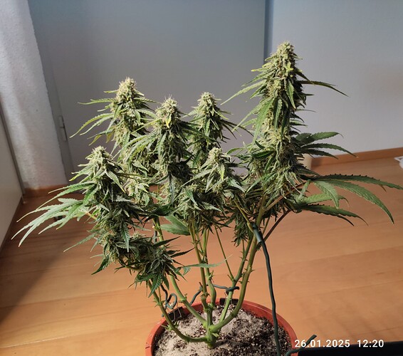 Growreport Bild 3