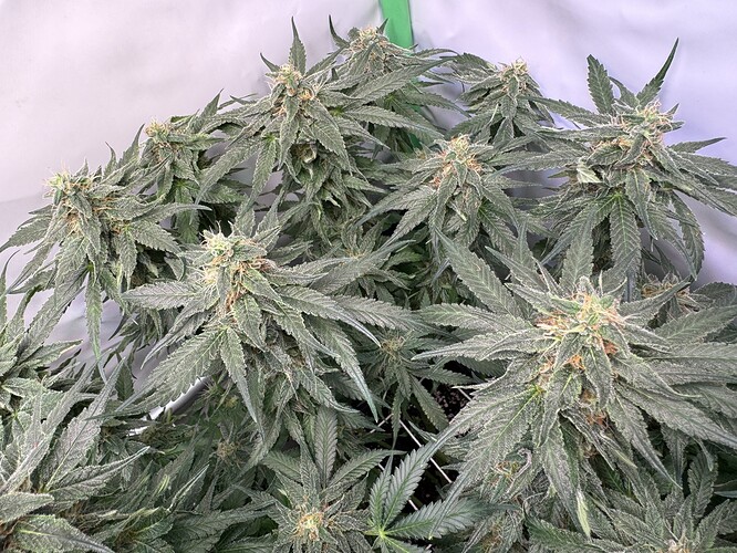 Growreport Bild 20