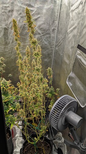 Growreport Bild 2