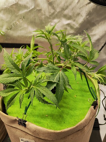 Growreport Bild 22