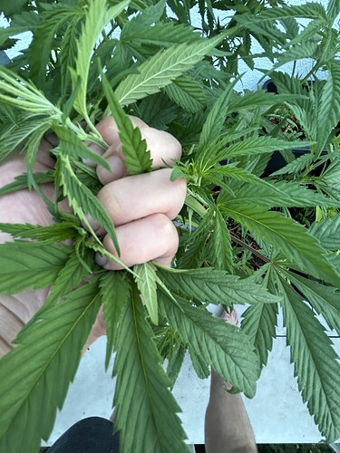 Growreport Bild 5