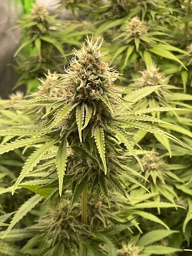 Growreport Bild 4