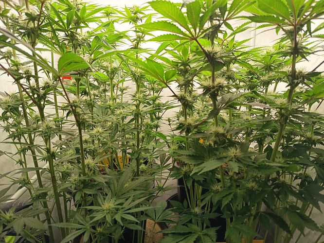Growreport Bild 5