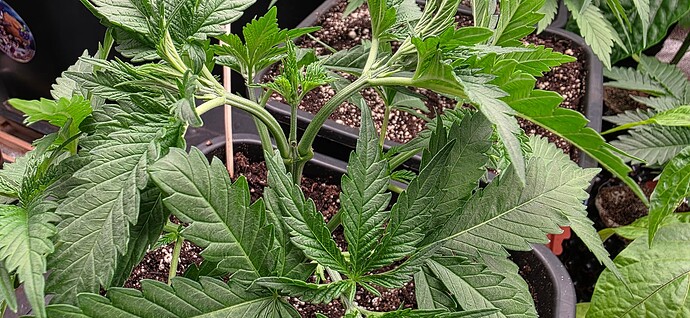 Growreport Bild 17