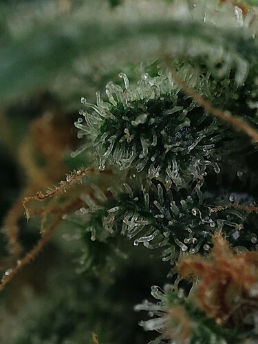 Growreport Bild 77