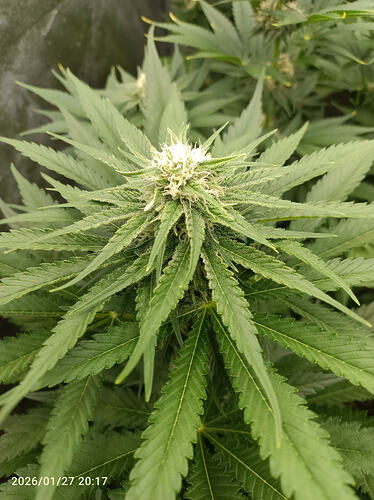 Growreport Bild 13