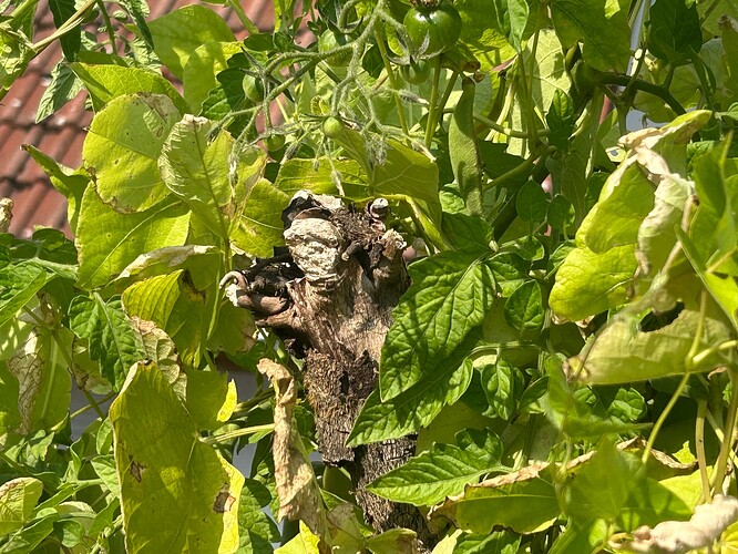 Growreport Bild 33