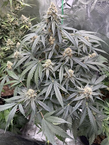 Growreport Bild 34