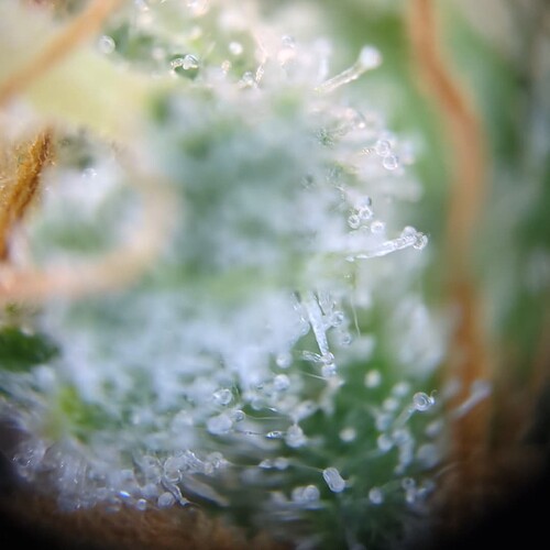 Growreport Bild 9