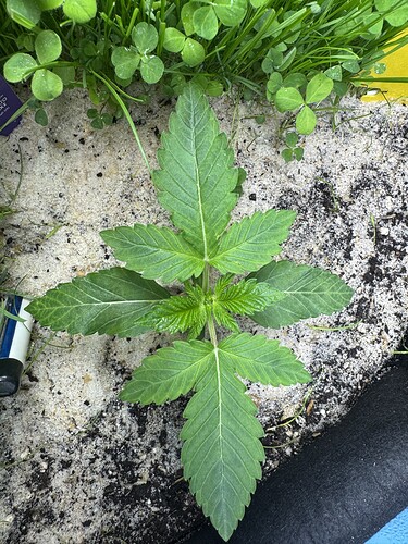 Growreport Bild 7