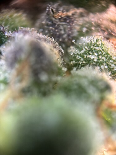 Growreport Bild 4