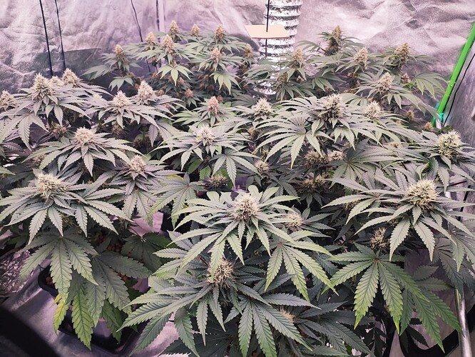 Growreport Bild 22
