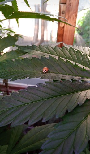 Screenshot_20250501_223950