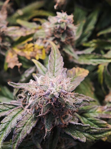 MVIMG_20251125_180505