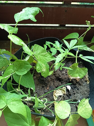 Growreport Bild 2