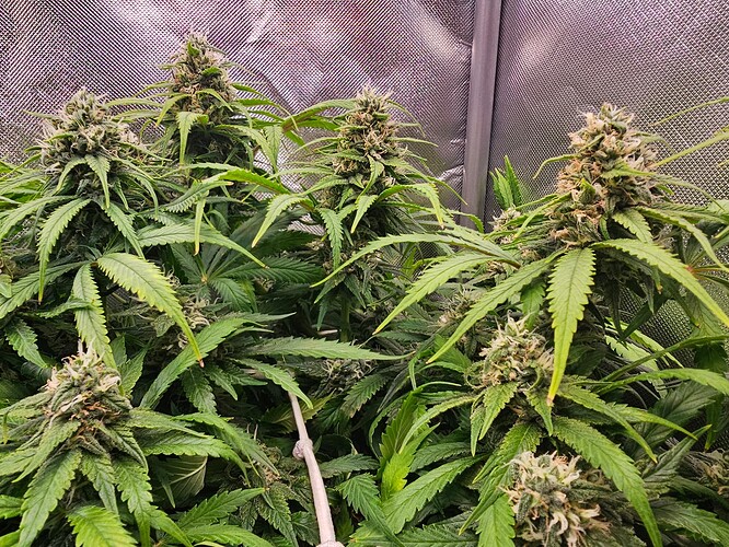 Growreport Bild 1