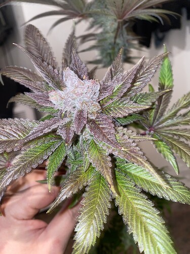 Growreport Bild 7
