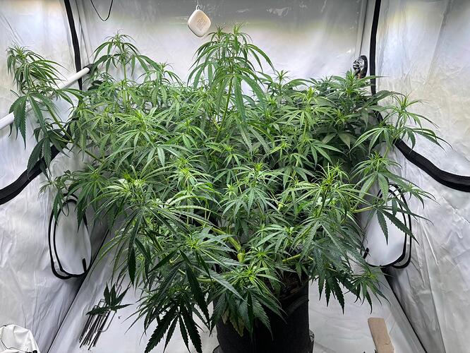 Growreport Bild 1