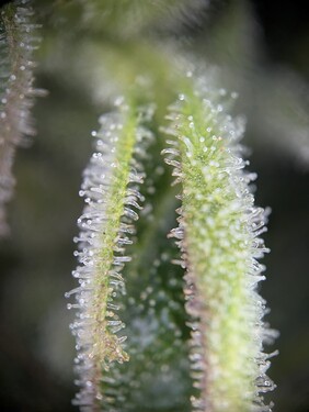Growreport Bild 7