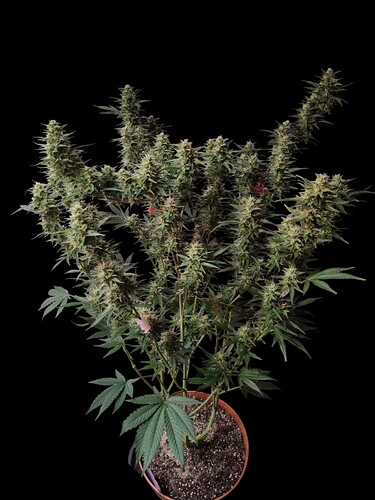 Growreport Bild 16