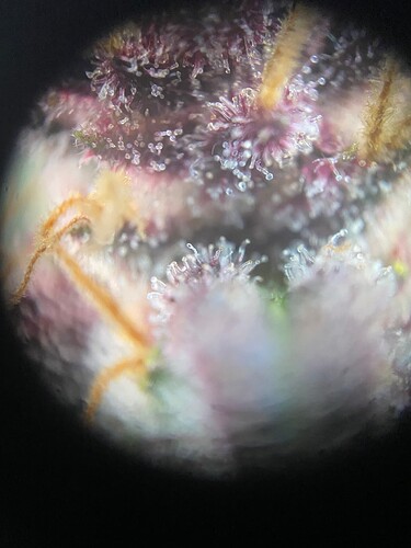 Growreport Bild 5