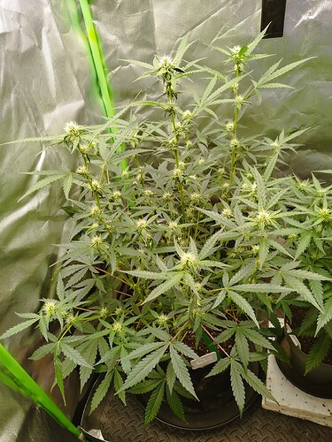 Eine blühende Cannabispflanze in einem Zelt mit reflektierenden Wänden.