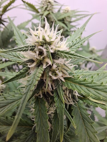 Growreport Bild 137