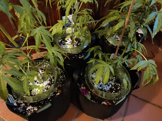 Growreport Bild 18