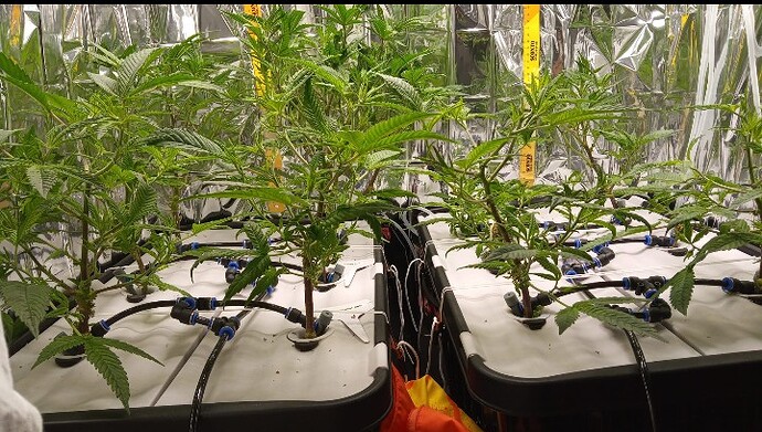 Screenshot_20250402_073617