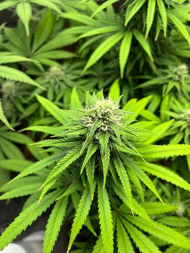 Growreport Bild 4