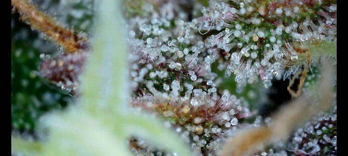 Screenshot_20240715_085226_Gallery