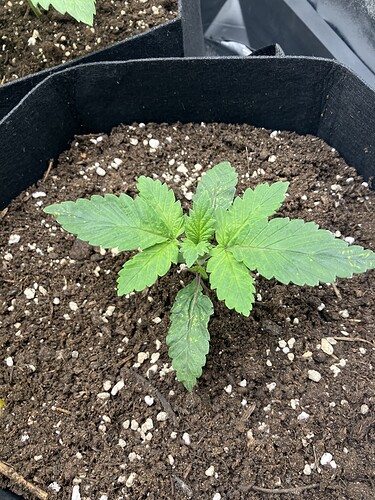 Growreport Bild 8