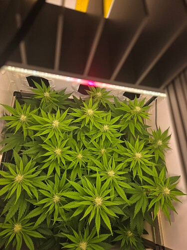 Growreport Bild 2