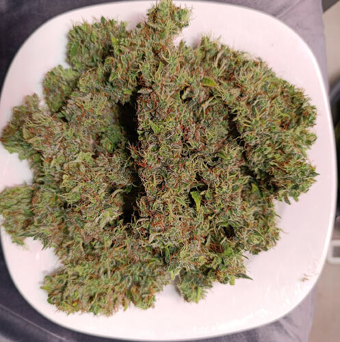 Growreport Bild 13