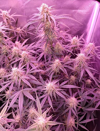 Growreport Bild 2